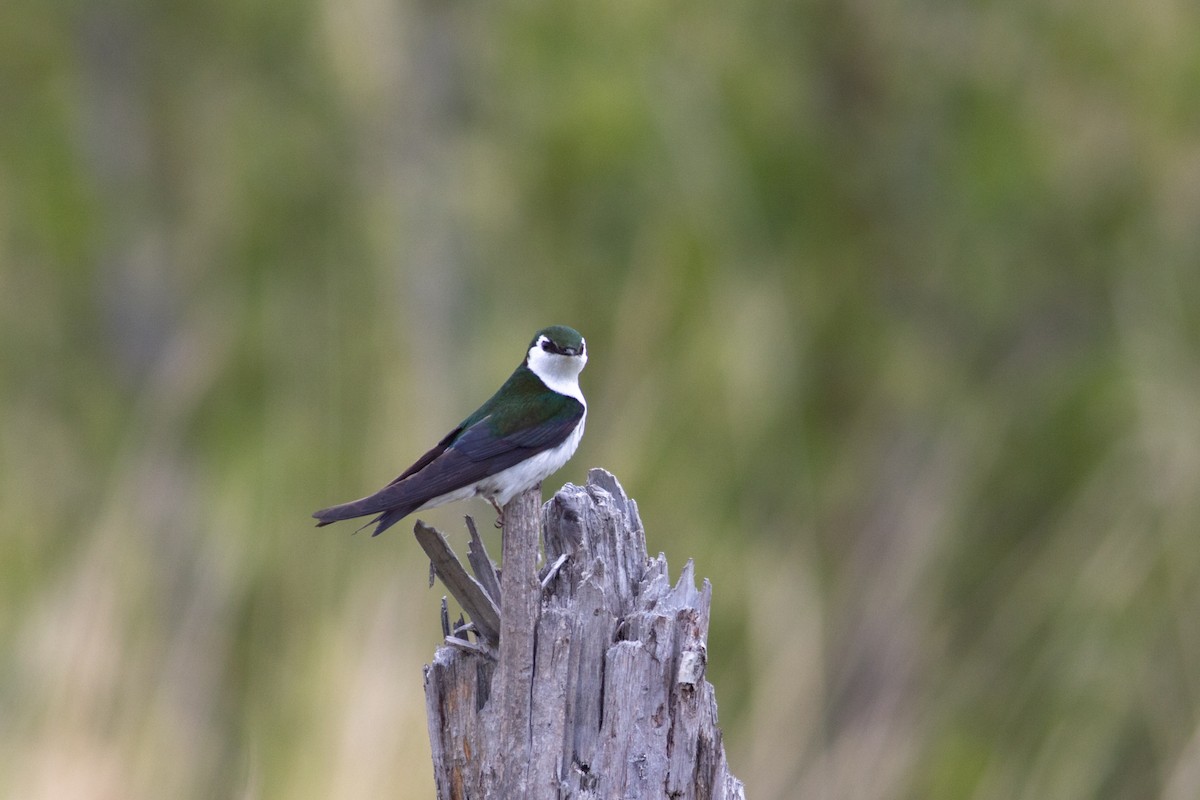 Violet-green Swallow - ML637457010