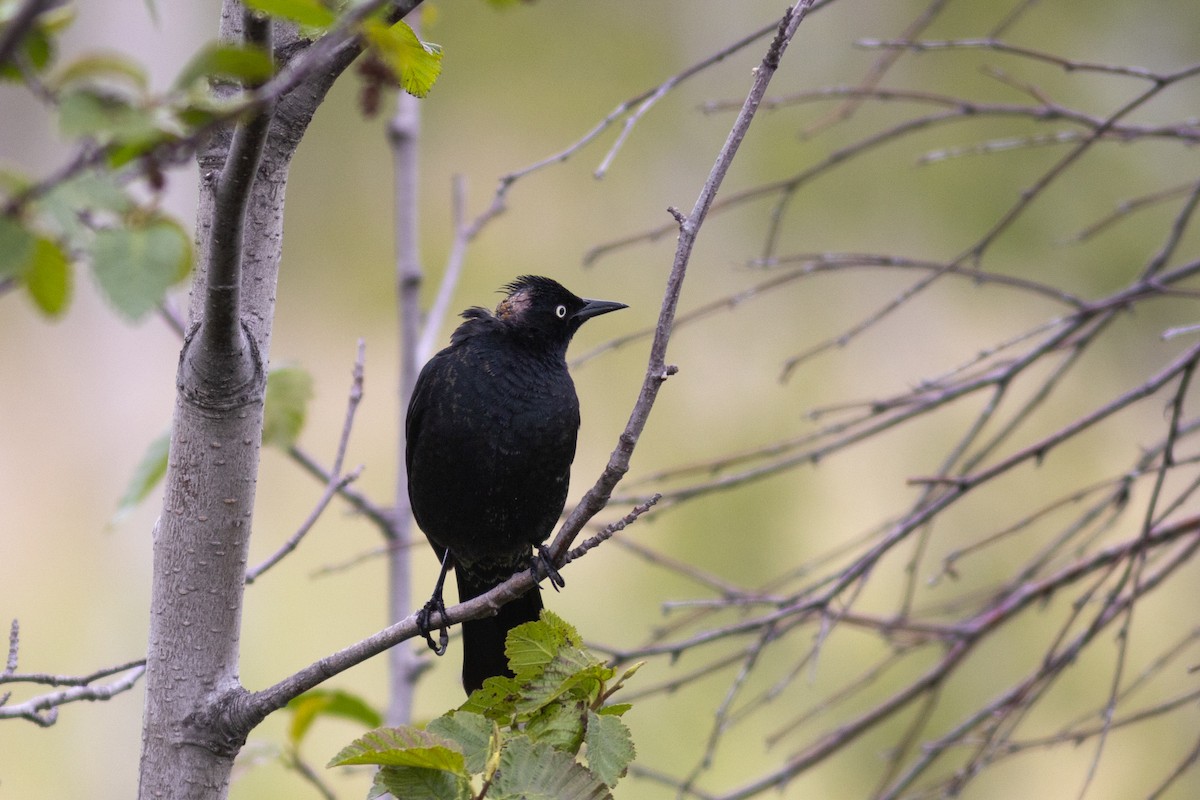 Rusty Blackbird - ML637457018