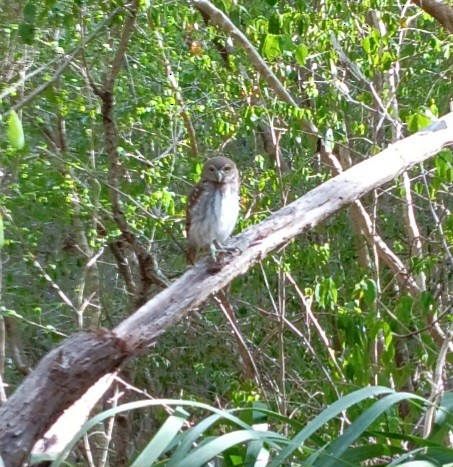 Ferruginous Pygmy-Owl - ML637457019