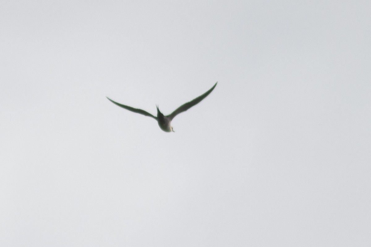 Long-tailed Jaeger - ML637457085