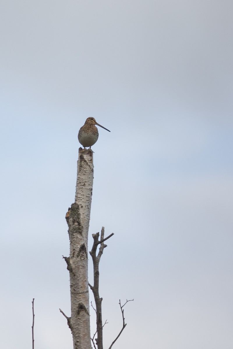 Wilson's Snipe - ML637457108