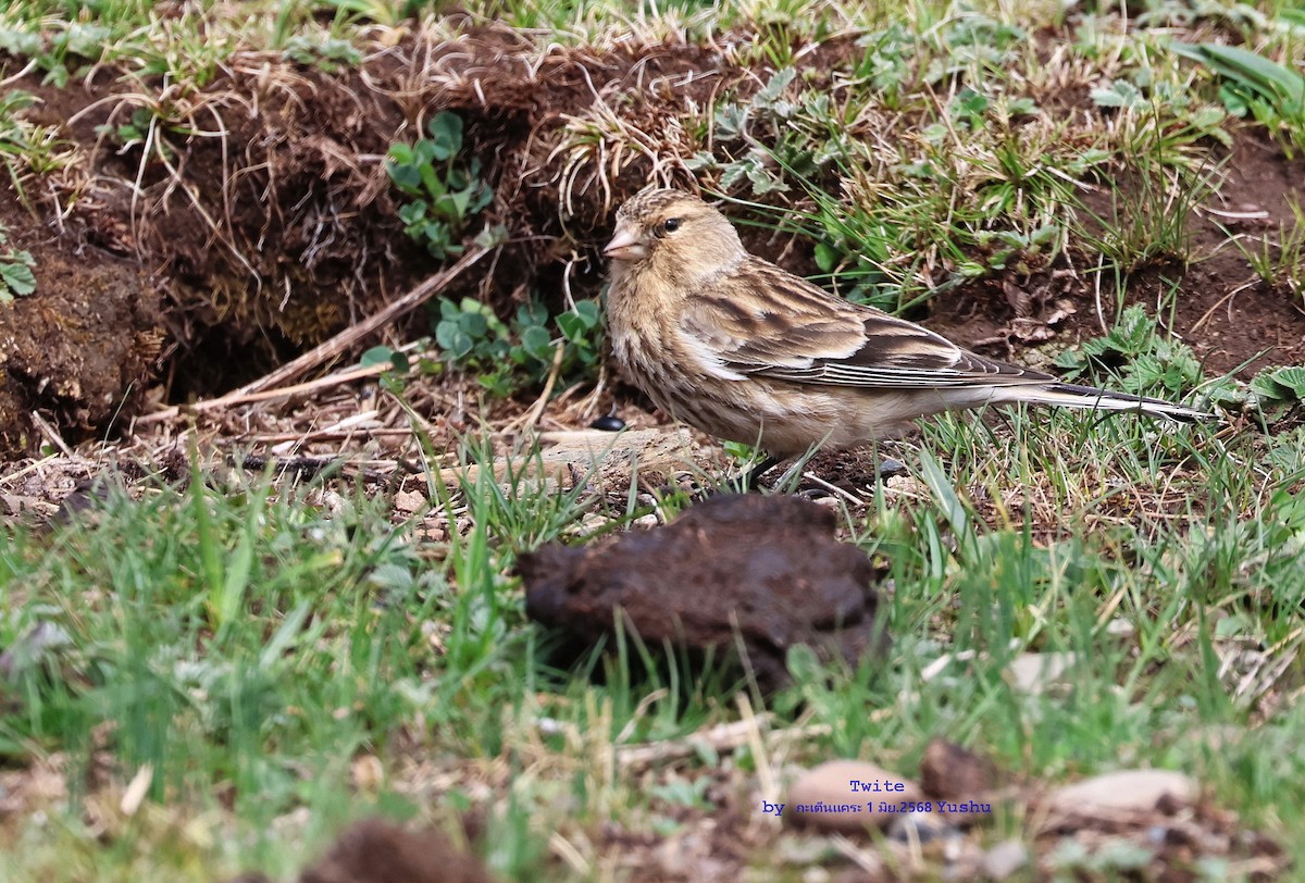 Twite - ML637457147