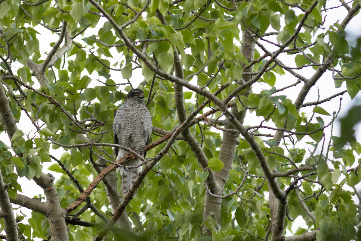 American Goshawk - ML637457215