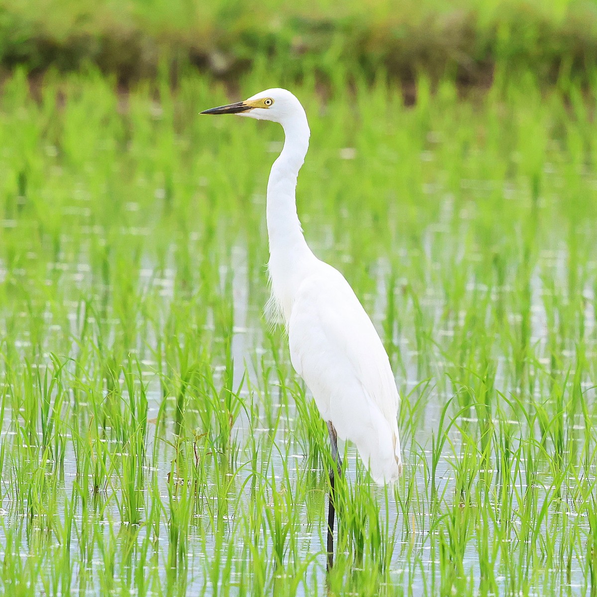 Medium Egret - ML637457222