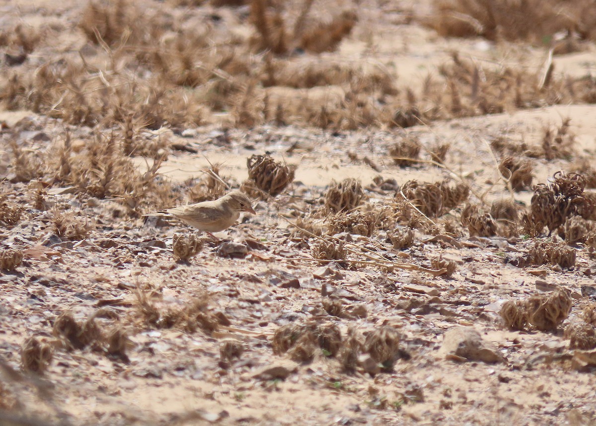 Allodola del deserto minore - ML637457276
