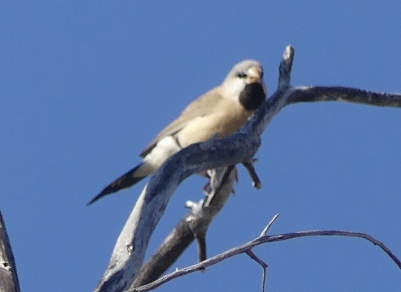 Long-tailed Finch - ML637457277