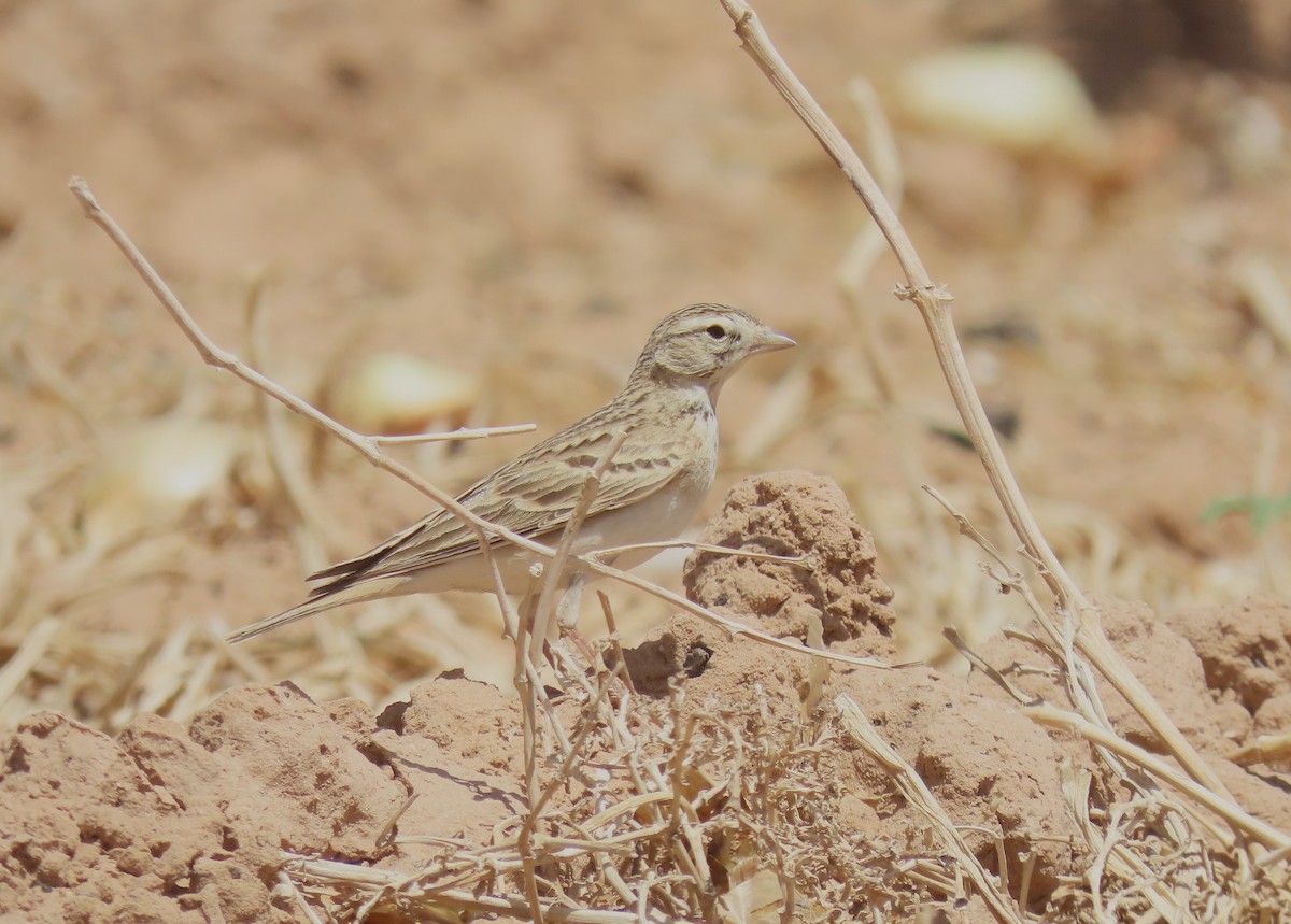 Greater Short-toed Lark - ML637457306