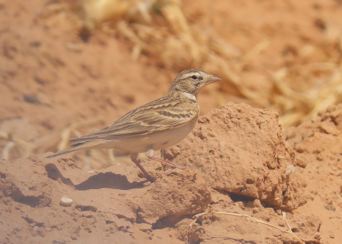 Greater Short-toed Lark - ML637457307