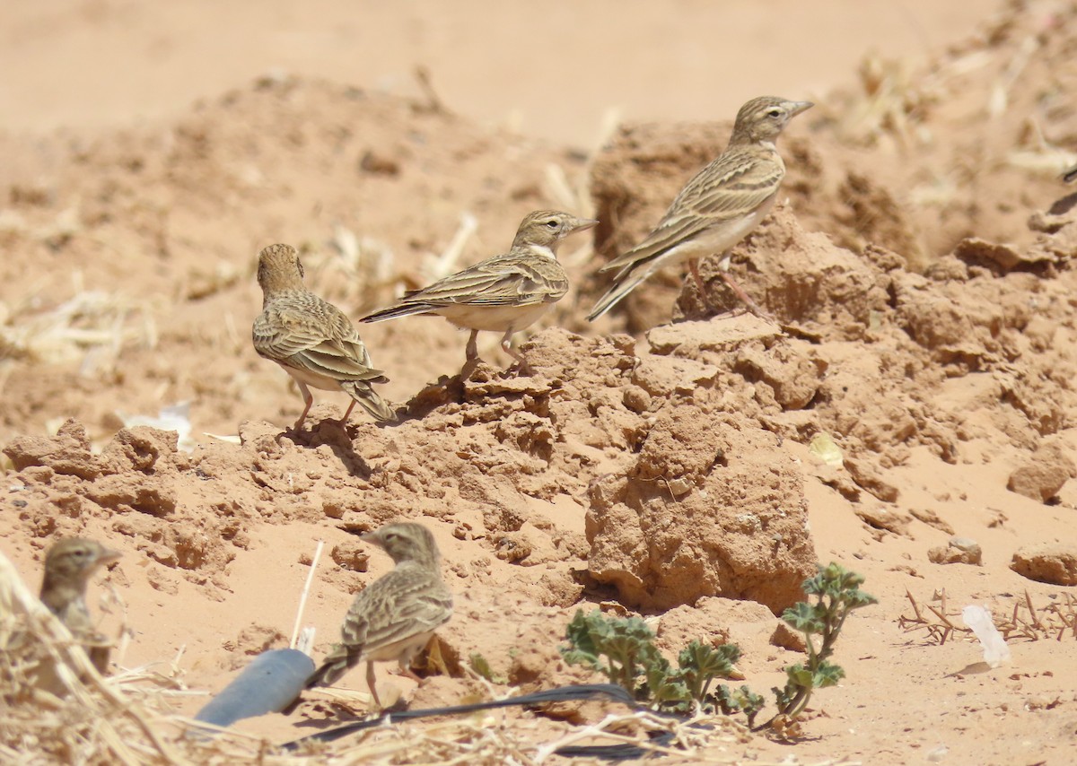 Greater Short-toed Lark - ML637457308