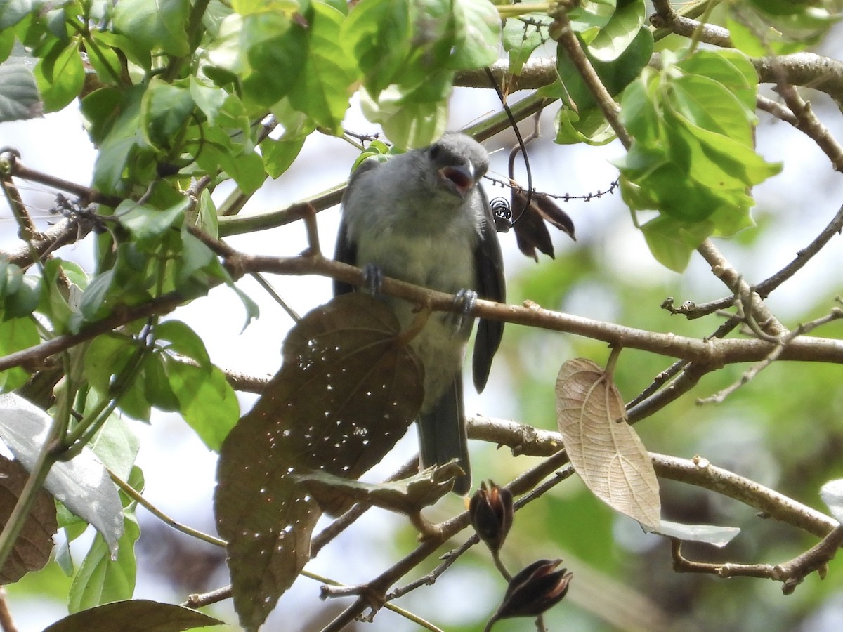 Plain-colored Tanager - ML637457417