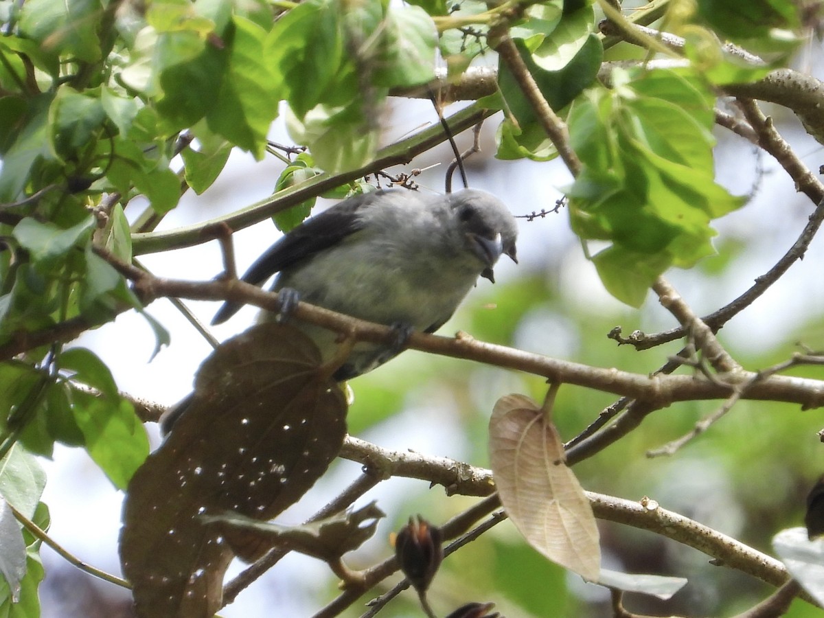 Plain-colored Tanager - ML637457418