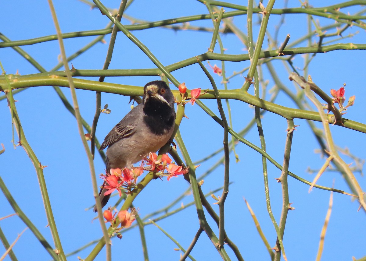 Rüppell's Warbler - ML637457427