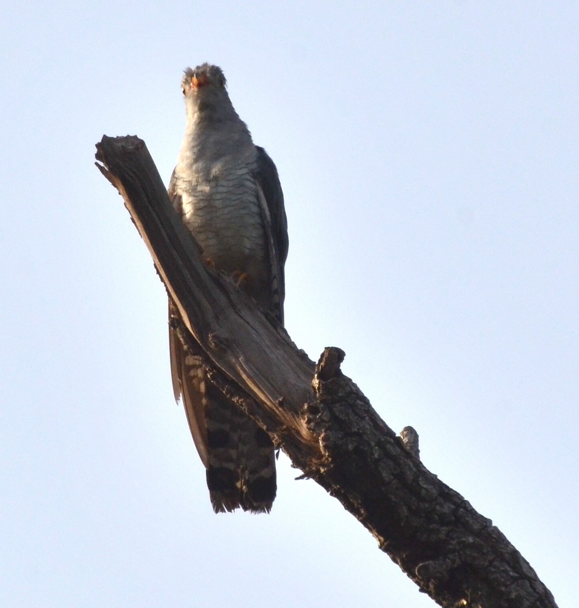 African Cuckoo - ML637457451