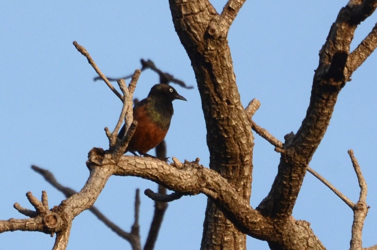 Chestnut-bellied Starling - ML637457474