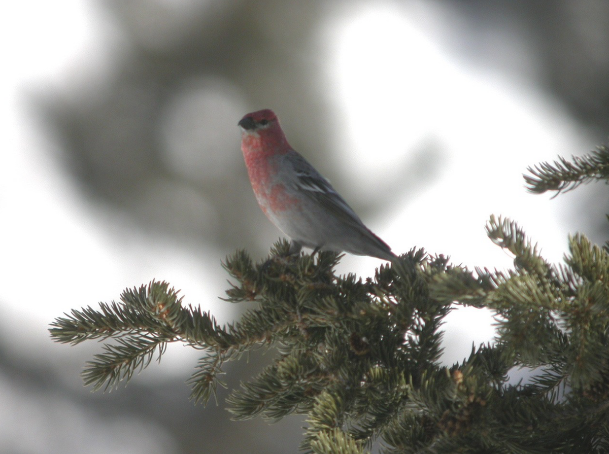 Pine Grosbeak - ML637457483