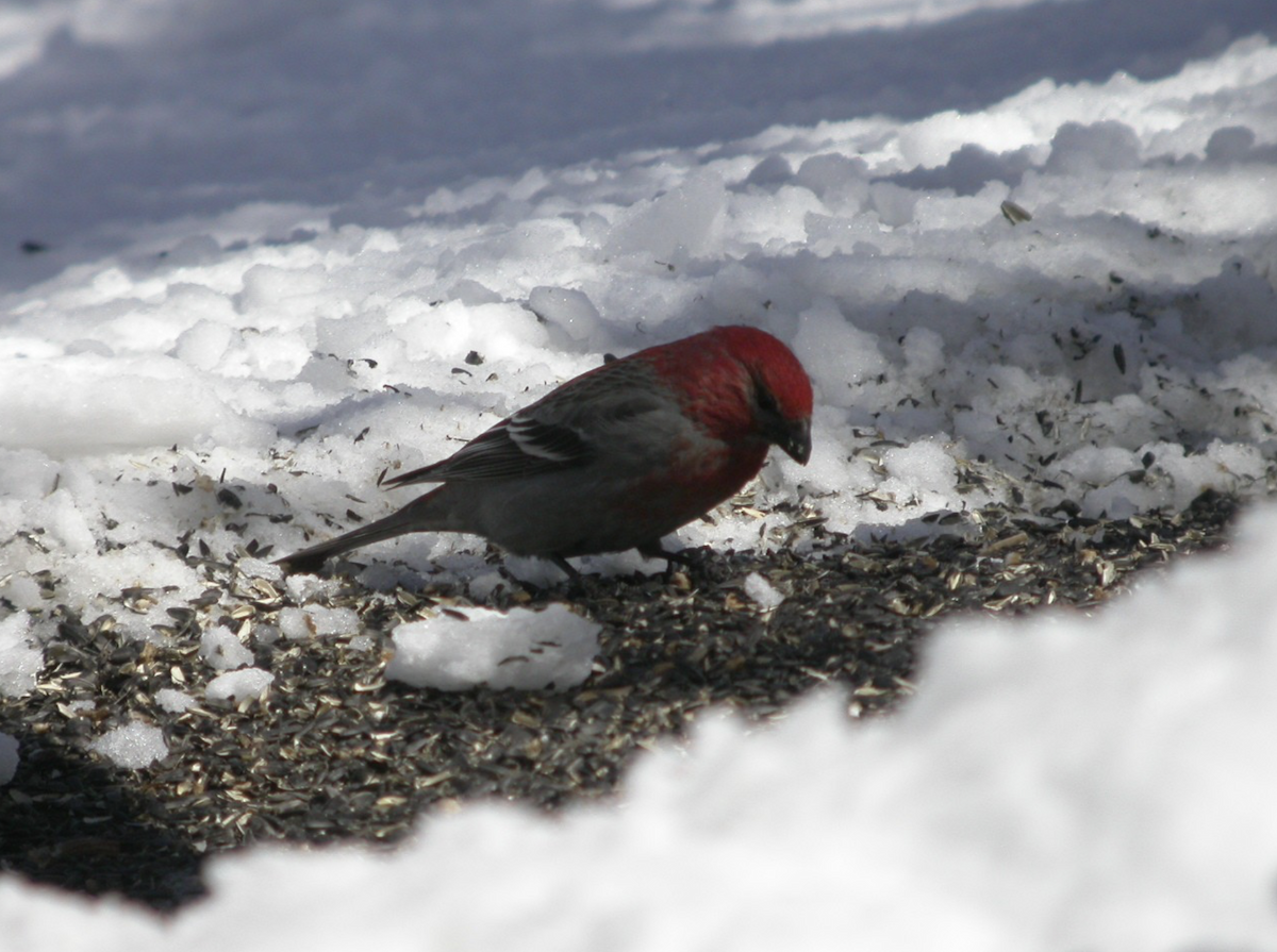 Pine Grosbeak - ML637457484