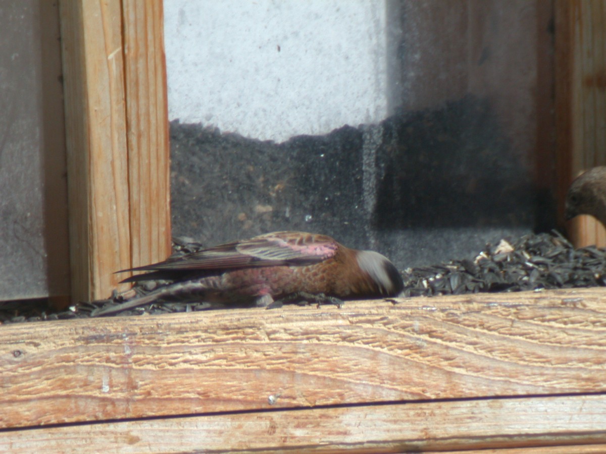 Gray-crowned Rosy-Finch - ML637457486