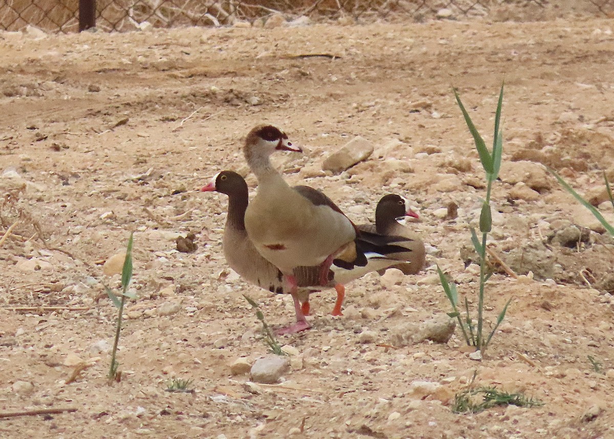 Lesser White-fronted Goose - ML637457498