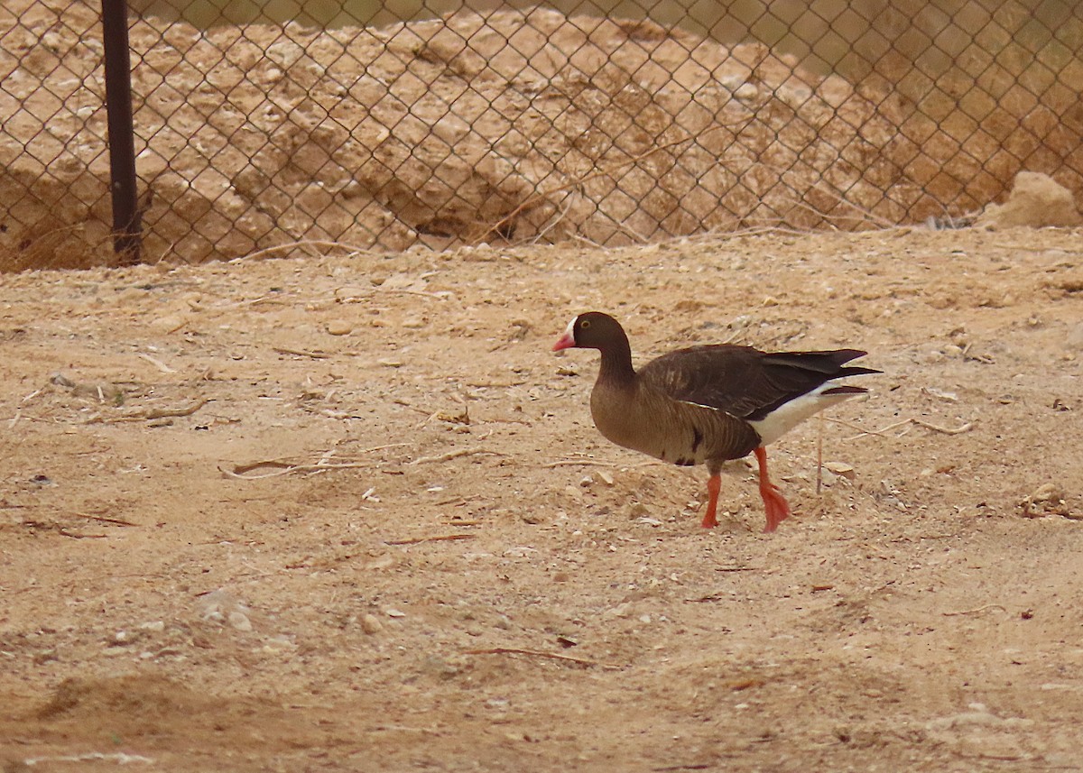 Lesser White-fronted Goose - ML637457499