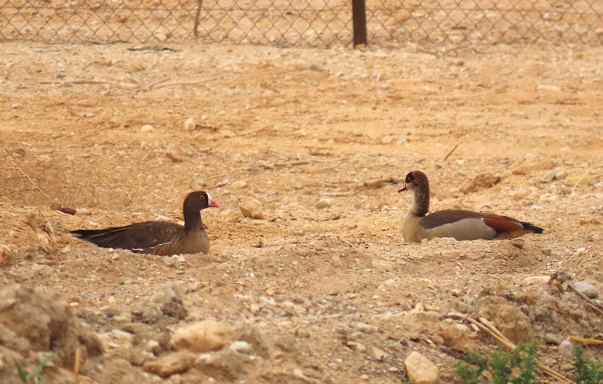 Lesser White-fronted Goose - ML637457500