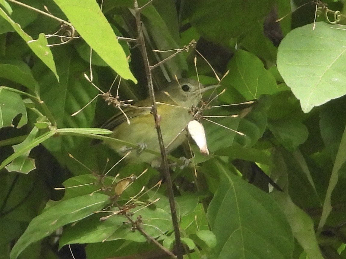 Lesser Greenlet - ML637457505
