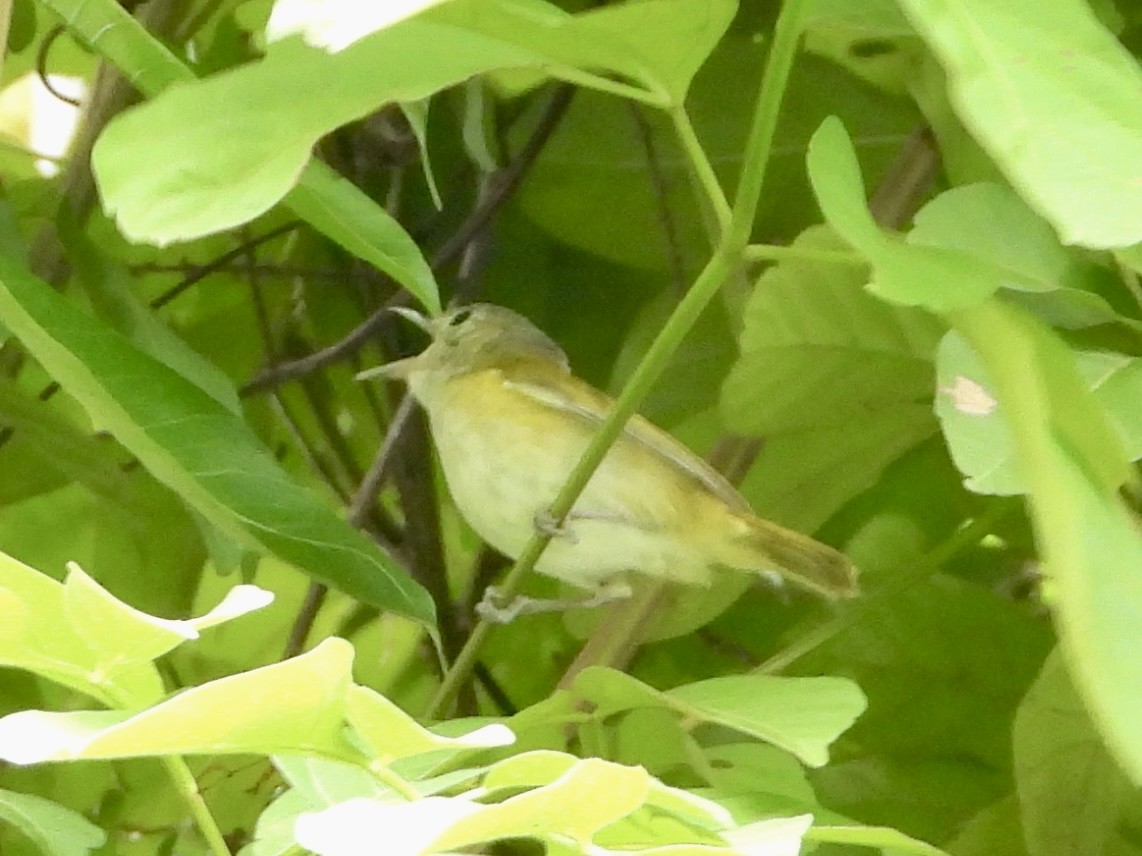 Lesser Greenlet - ML637457506