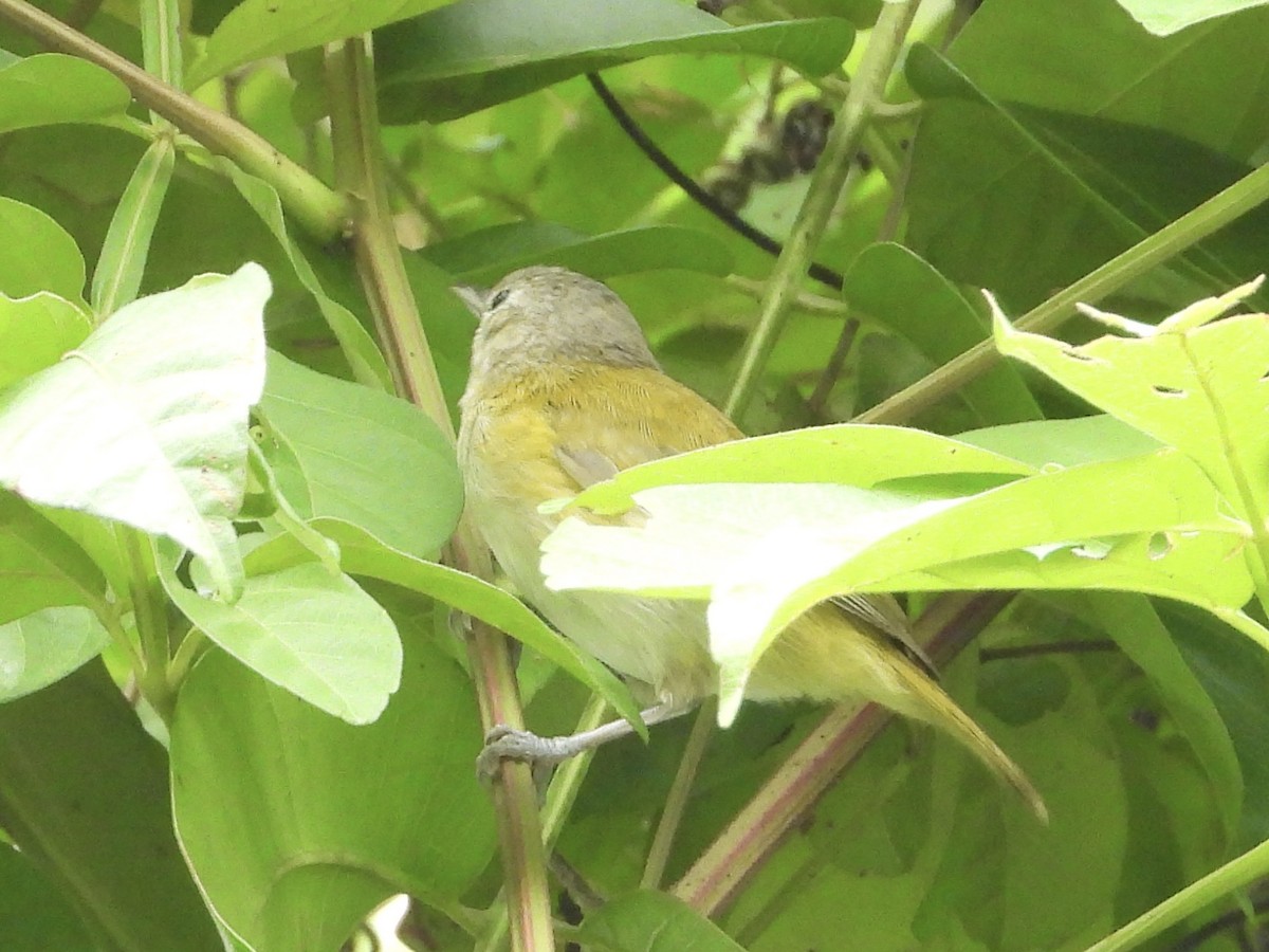 Lesser Greenlet - ML637457507