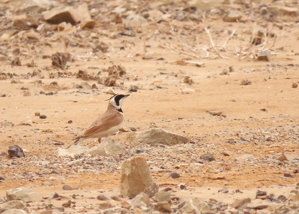 Temminck's Lark - ML637457558