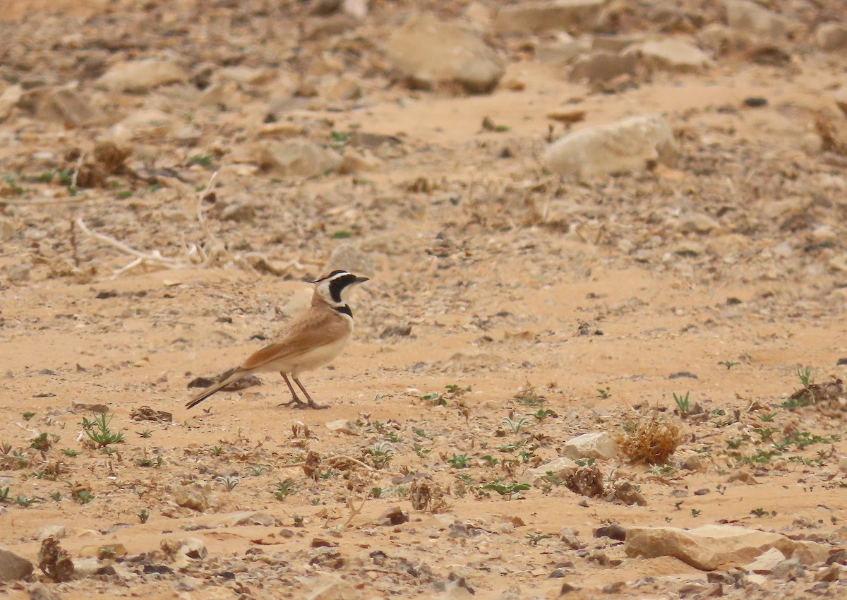 Temminck's Lark - ML637457559