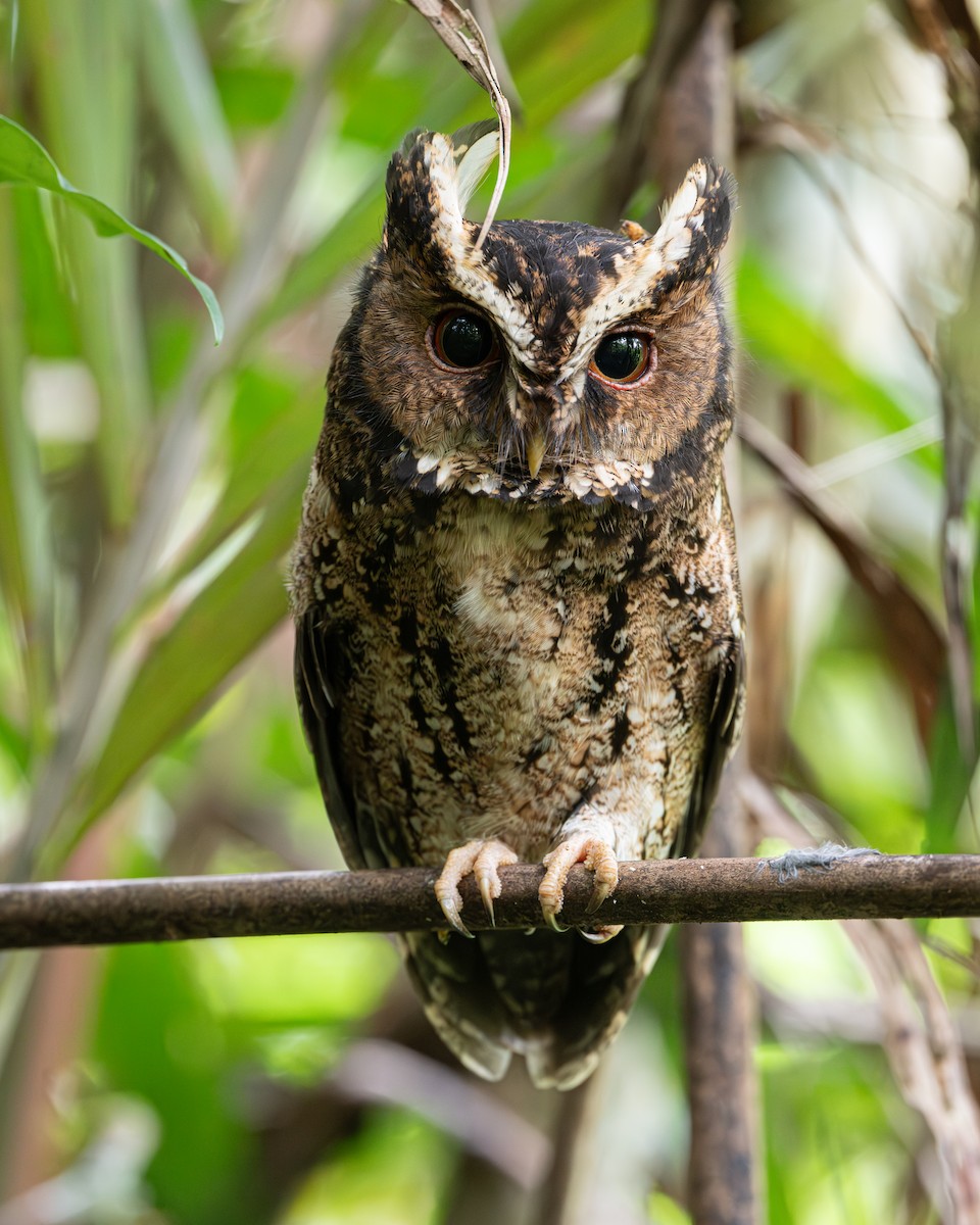 Cava İshakkuşu - ML637457599