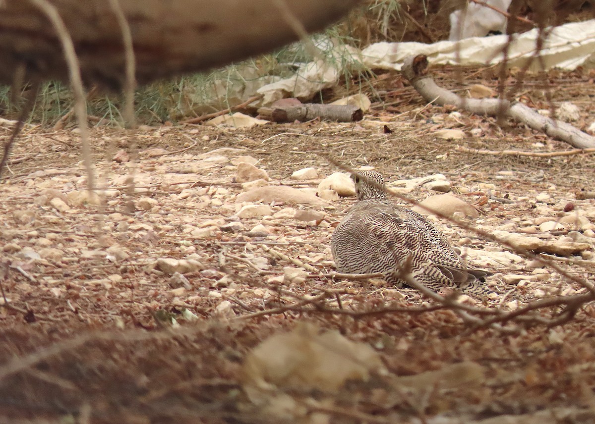 Lichtenstein's Sandgrouse - ML637457623
