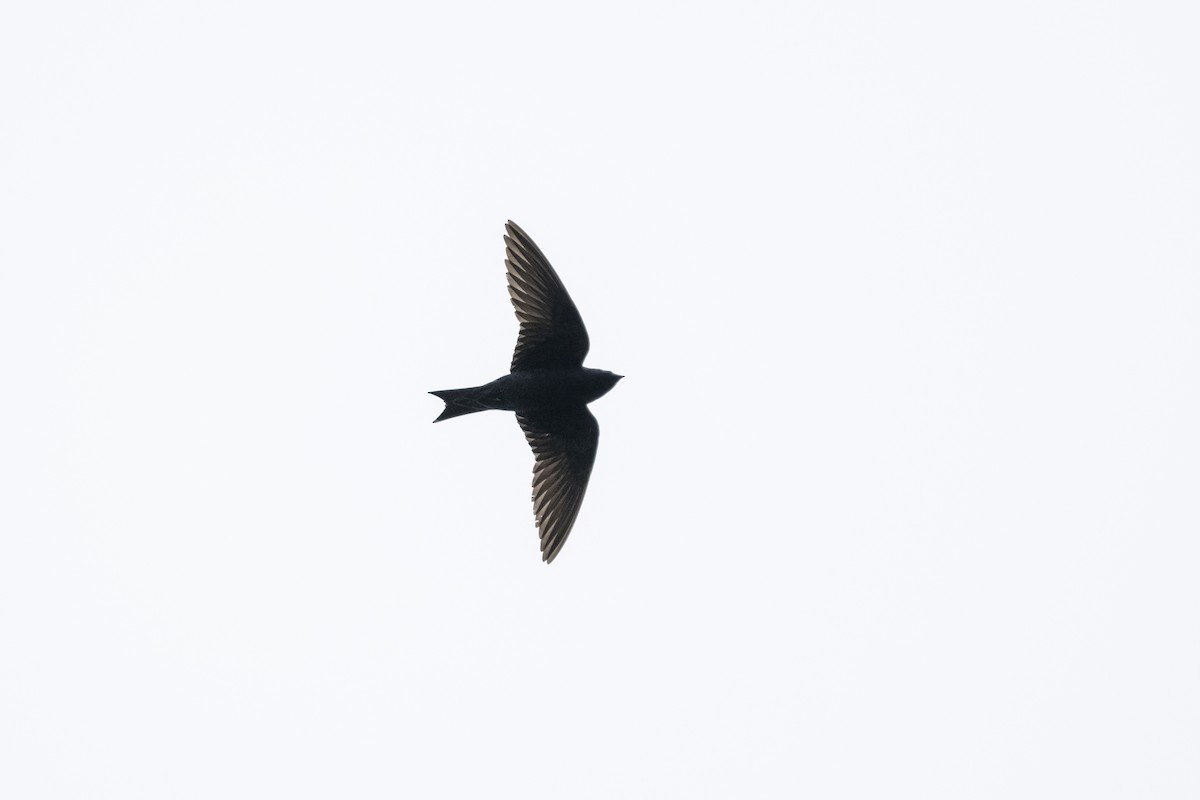 Hirondelle noire - ML637457633