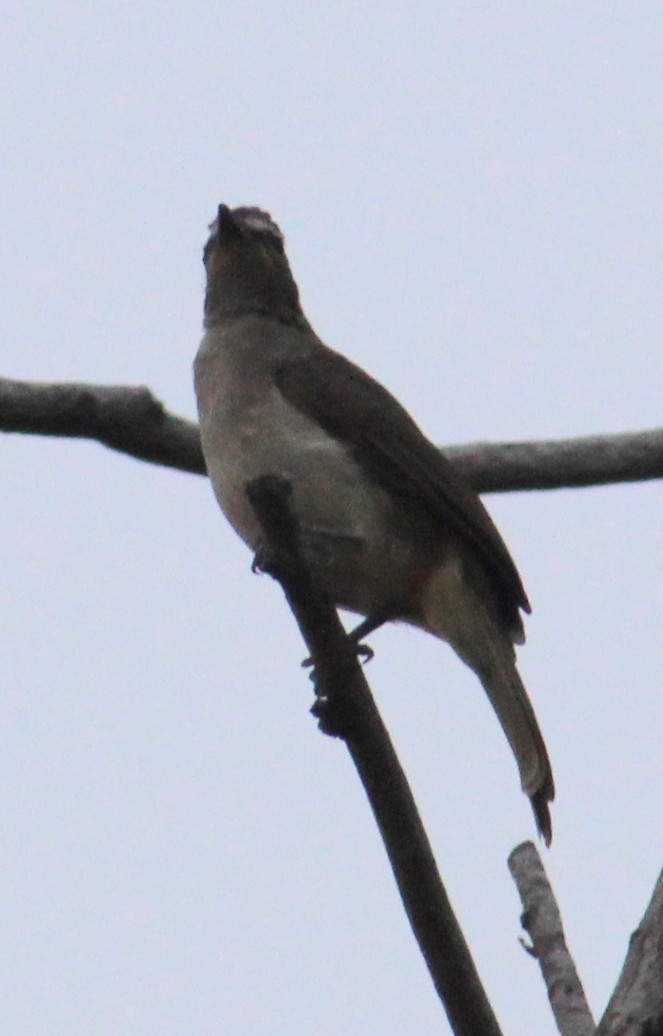 Bulbul à sourcils blancs - ML637457636