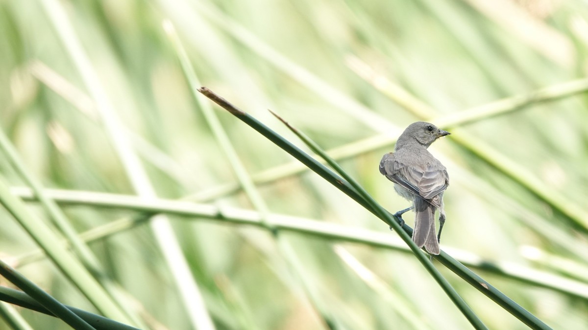 Auripare verdin - ML637457641