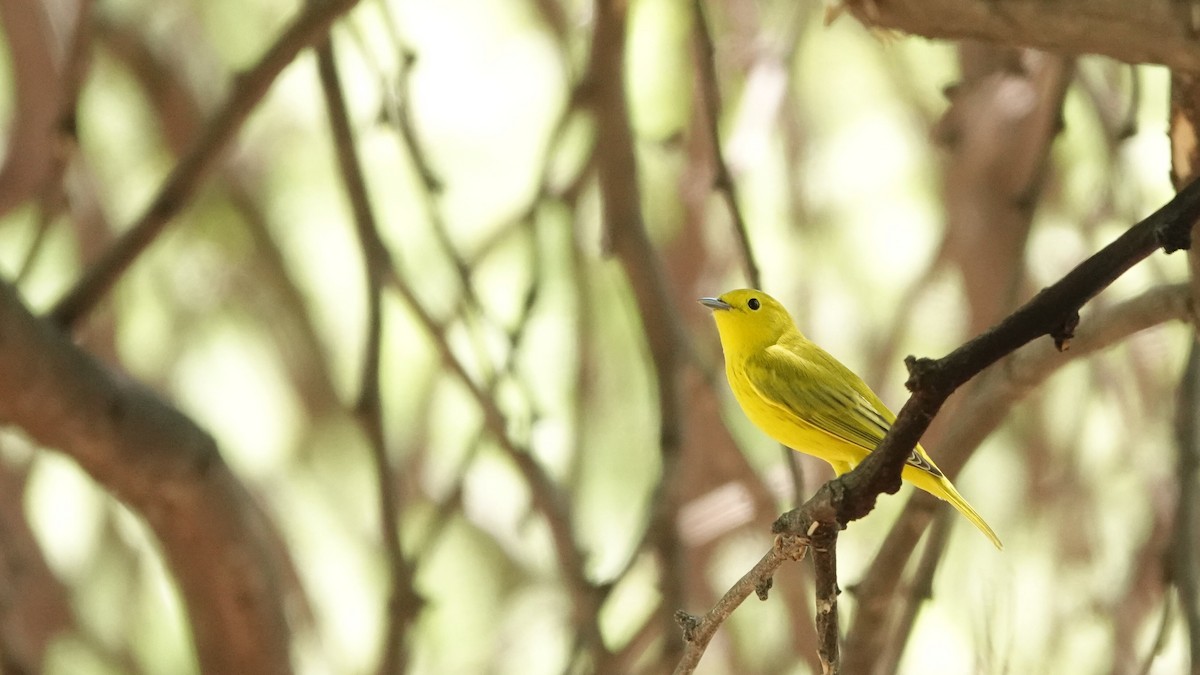 Paruline jaune - ML637457644