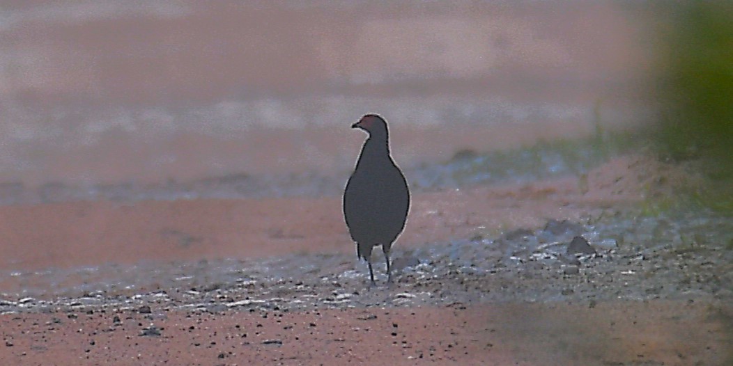 Malayan Crestless Fireback - ML637457648