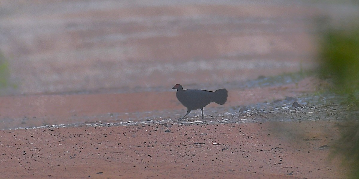 Malayan Crestless Fireback - ML637457655