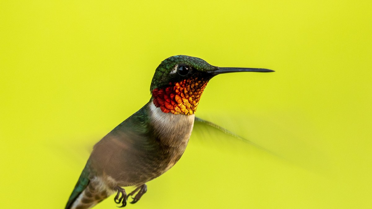 Colibri à gorge rubis - ML637457659
