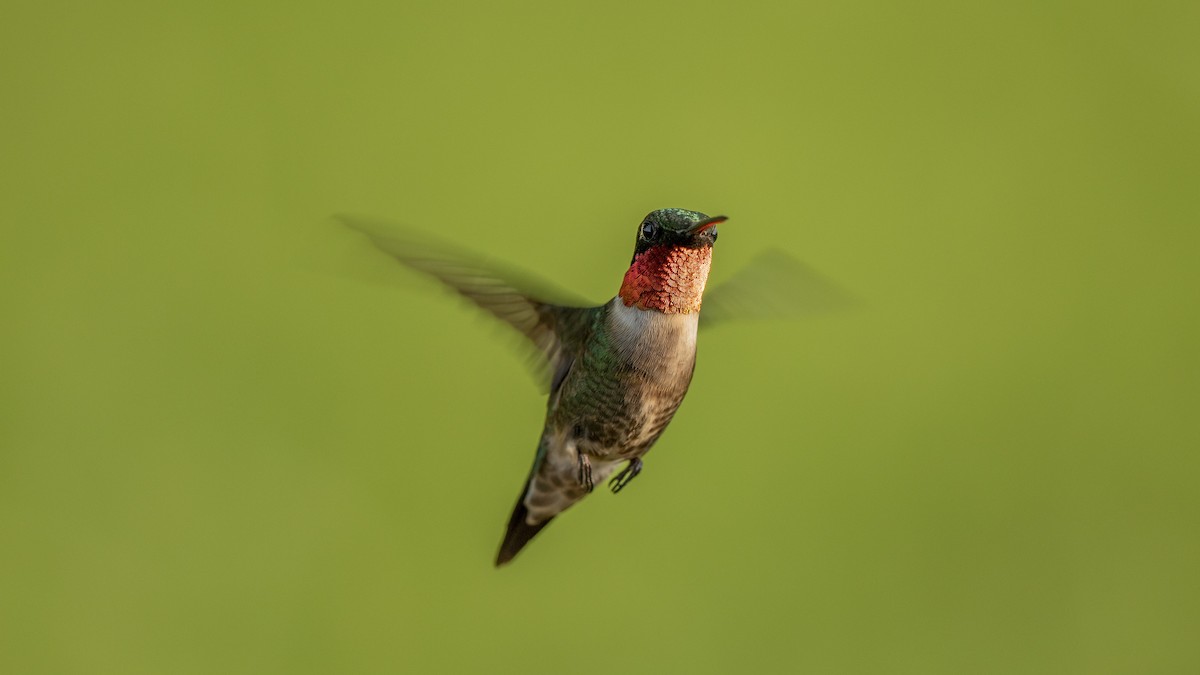 Colibri à gorge rubis - ML637457660