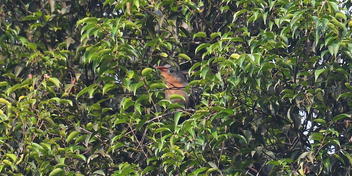 Malcoha javanais - ML637457662