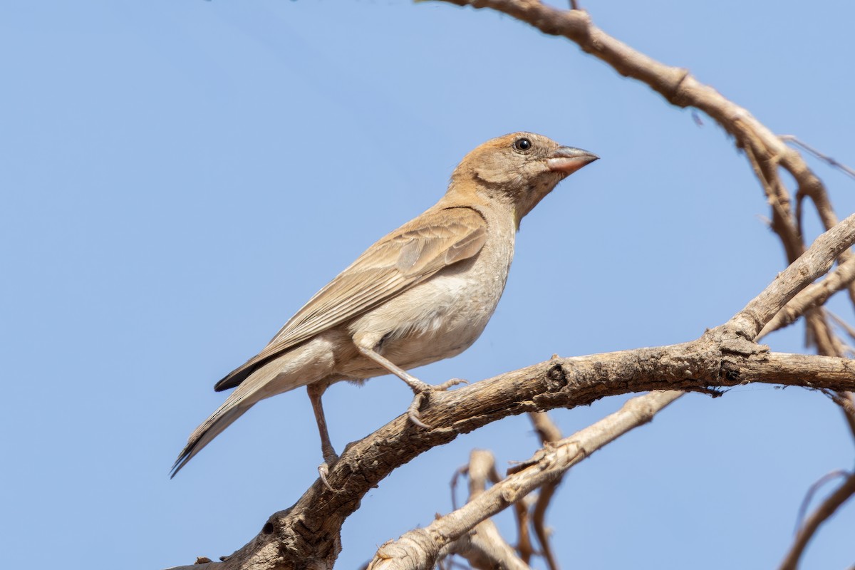 Sahel Bush Sparrow - ML637457665