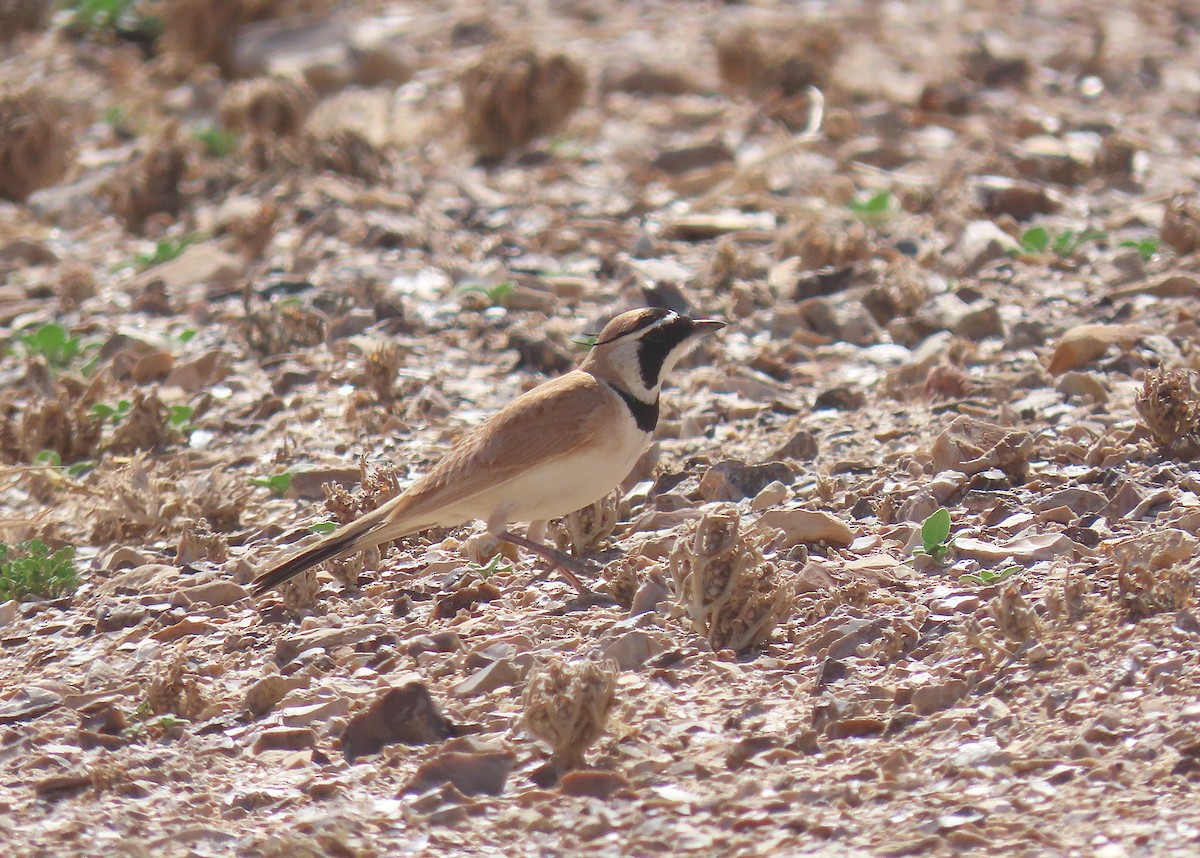 Temminck's Lark - ML637457679