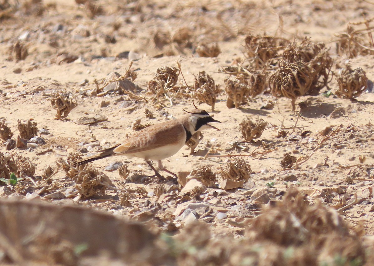 Temminck's Lark - ML637457680