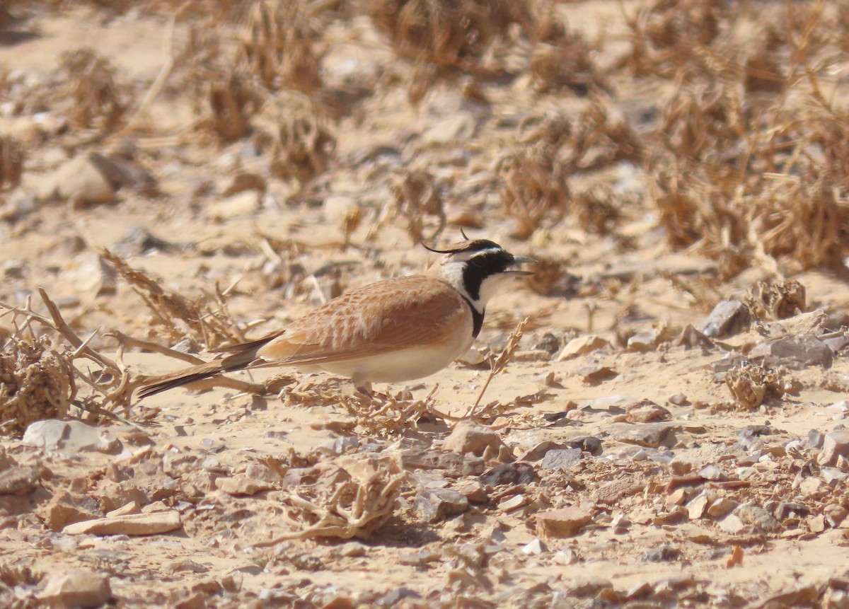 Temminck's Lark - ML637457681