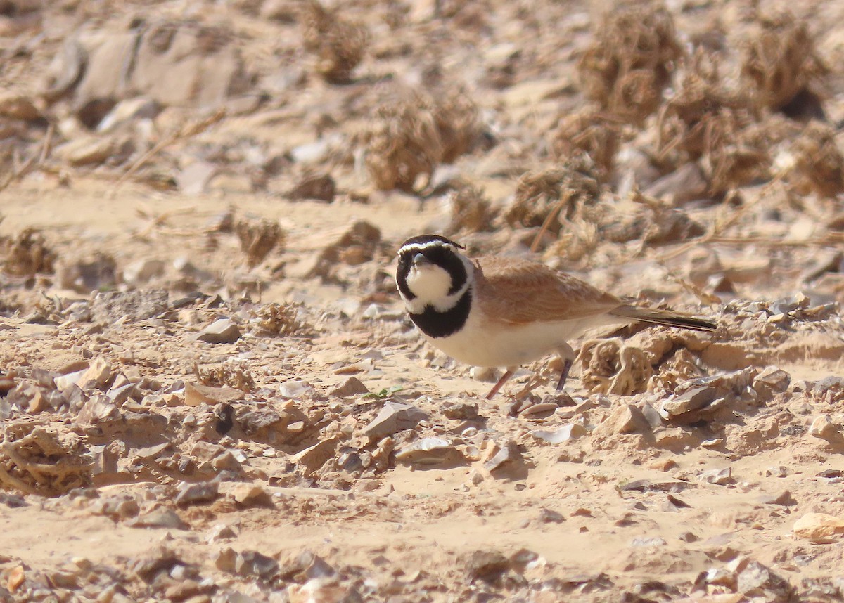 Temminck's Lark - ML637457682