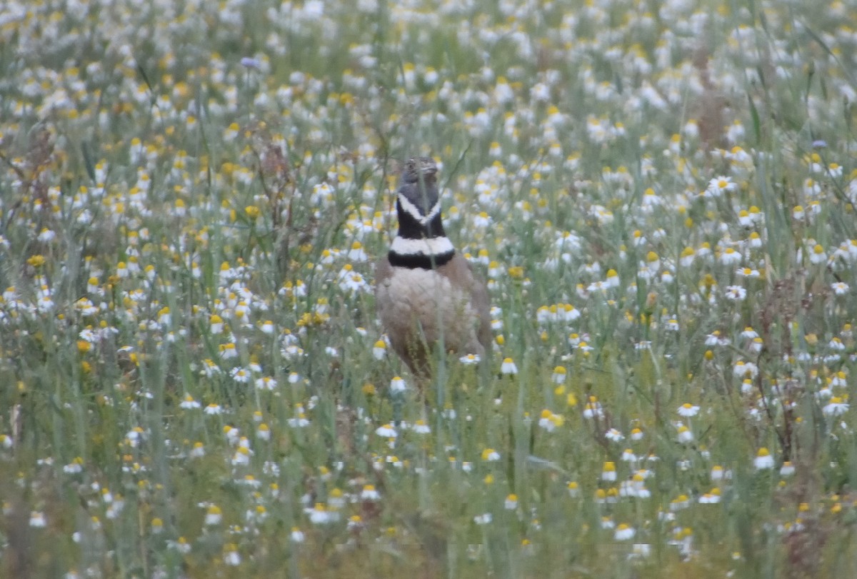 Little Bustard - ML637457683