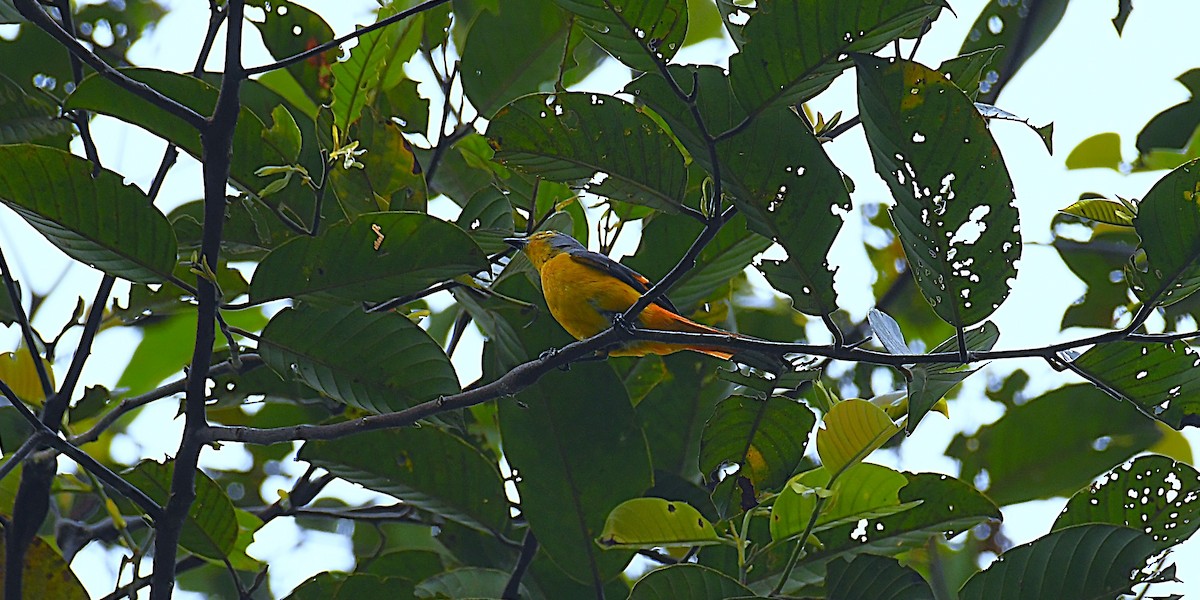 Fiery Minivet - ML637457685