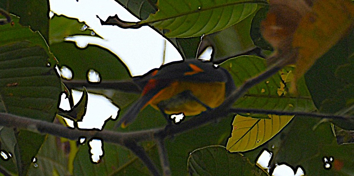 Fiery Minivet - ML637457687