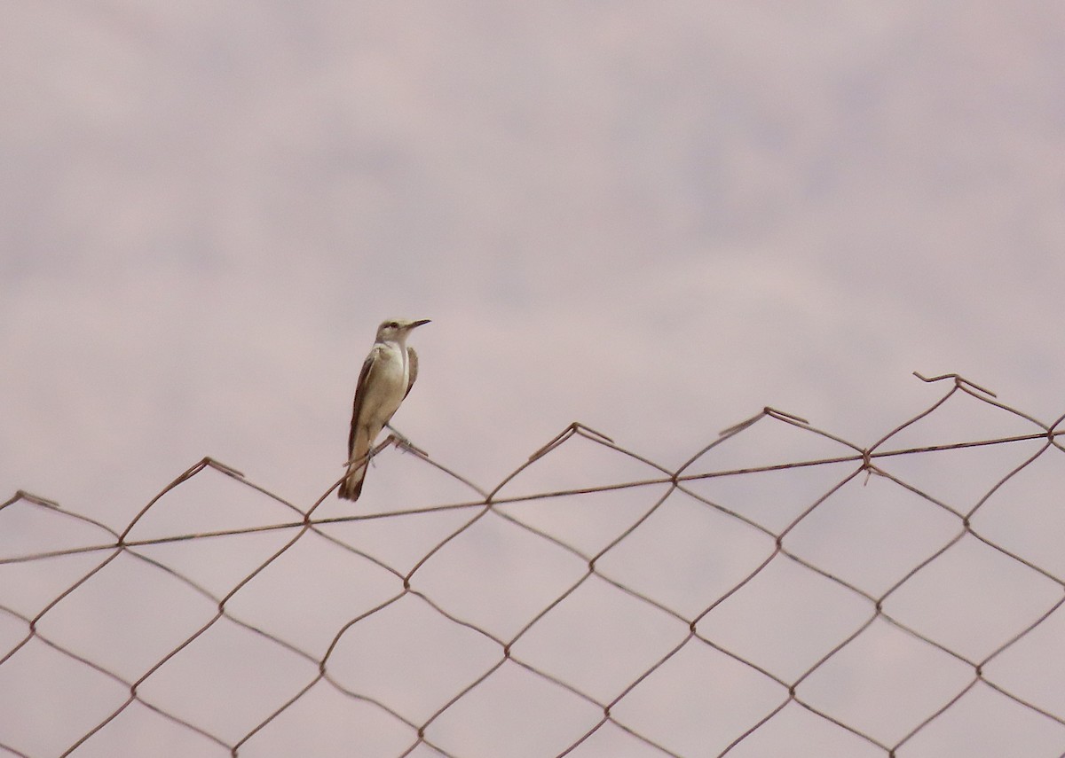 Hooded Wheatear - ML637457693