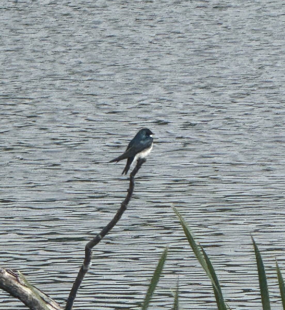 Tree Swallow - ML637457755